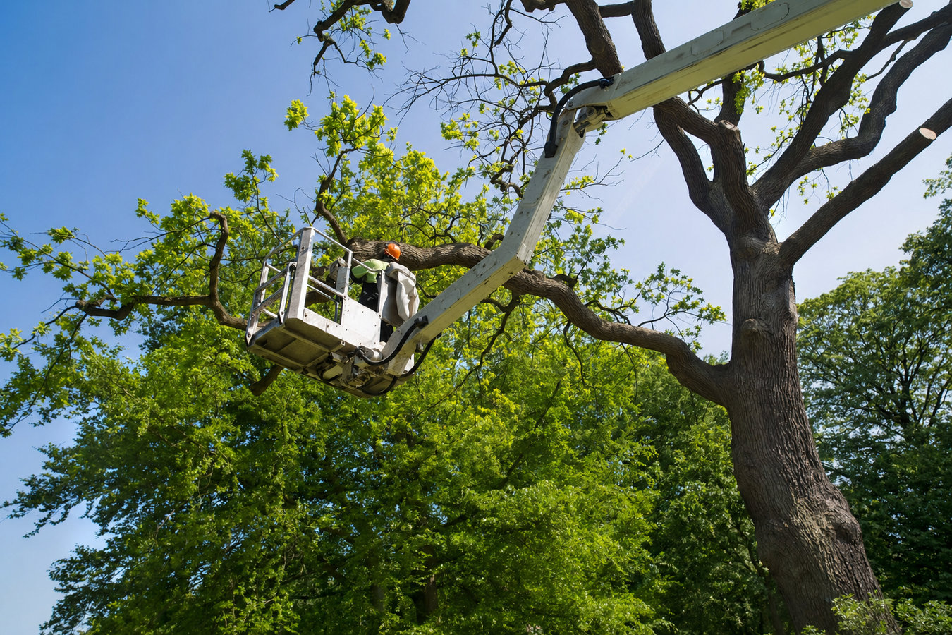 Commercial tree service in Burbank, CA