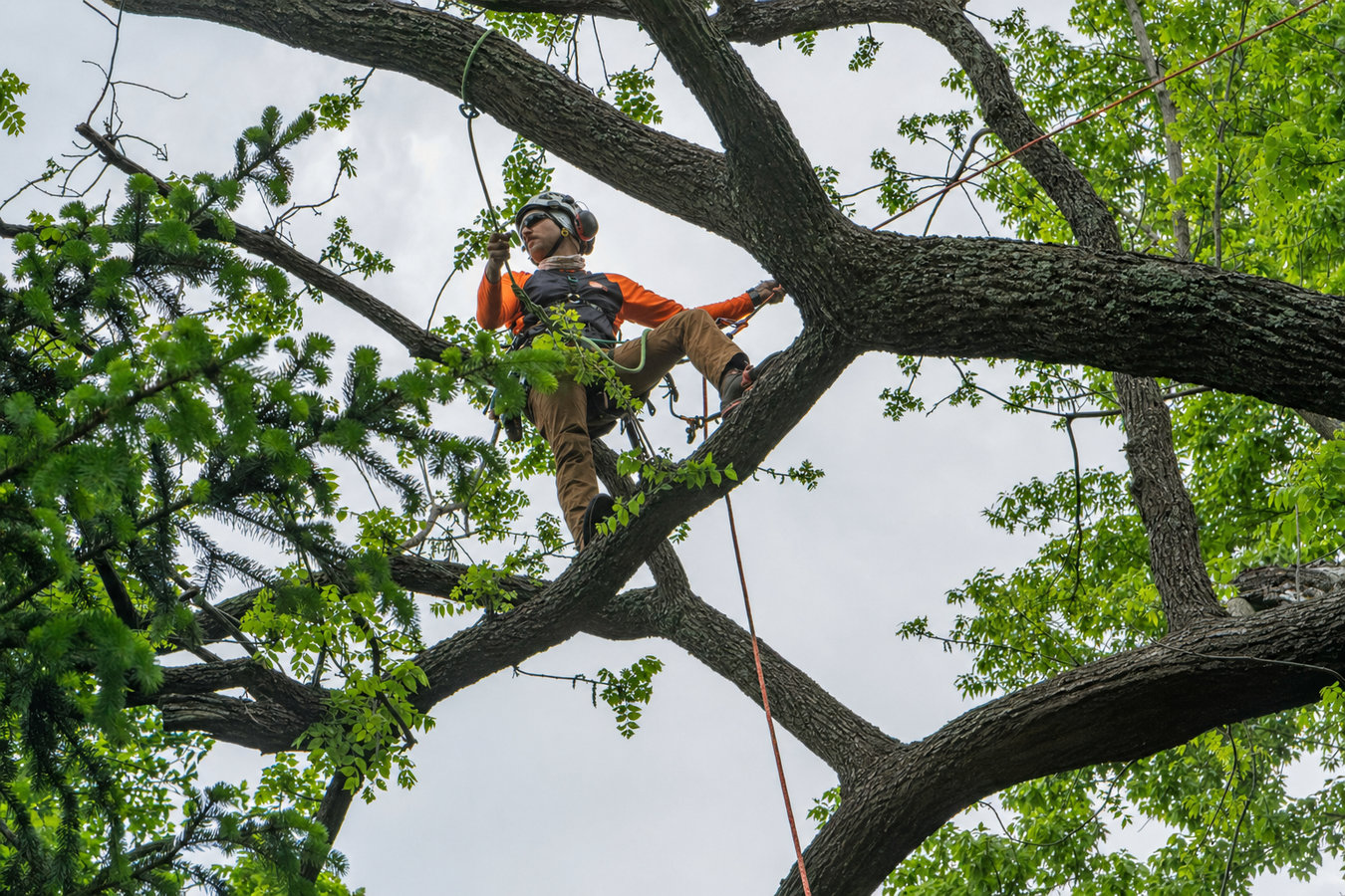 Liberty Burbank Tree Service - Tree Service in Burbank, CA