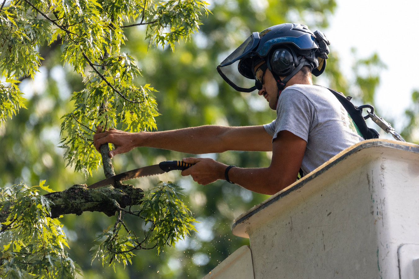 Tree pruning in Burbank, CA