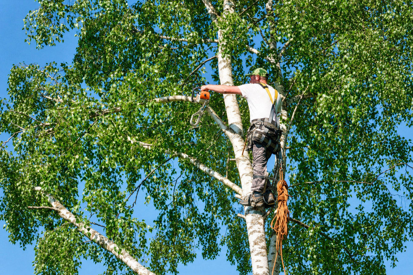Tree trimming in Burbank, CA